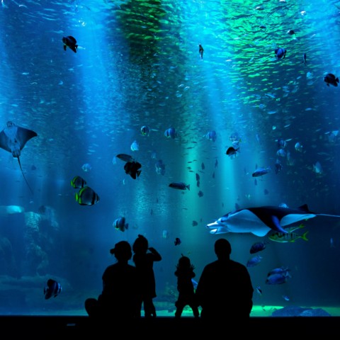Visit Poema del Mar Aquarium and Las Canteras